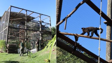 Após mais de uma década, criadouro de primatas é fechado por irregularidades em Santa Catarina