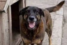 Empresário investigado por coação de testemunhas no caso do cão Orelha morre em SC