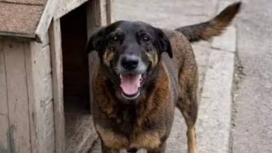 Empresário investigado por coação de testemunhas no caso do cão Orelha morre em SC