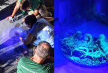 Do térreo ao 4º andar: ao menos 109 escorpiões são capturados em condomínio de SC