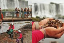 Da fé ao impacto ambiental: quase 400 kg de moedas são retirados das águas das Cataratas do Iguaçu