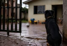 Brincadeira termina em tragédia: menino de 4 anos morre após ataque de rottweiler em SC