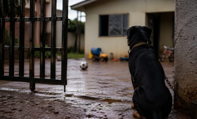 Brincadeira termina em tragédia: menino de 4 anos morre após ataque de rottweiler em SC