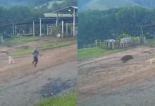 Corrida contra o perigo: trabalhador escapa por segundos de ataque de javali em SC