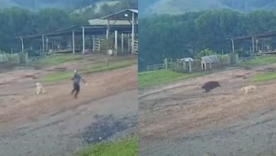 Corrida contra o perigo: trabalhador escapa por segundos de ataque de javali em SC