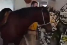 Laço que vai além da vida: égua presta último adeus a tutor em velório em Blumenau