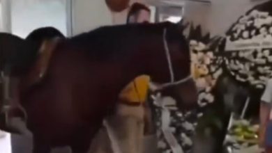 Laço que vai além da vida: égua presta último adeus a tutor em velório em Blumenau