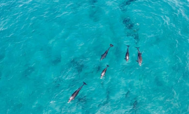Golfinhos surpreendem em praia de SC e transformam litoral em espetáculo natural inesperado