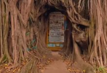 Árvore dos Desejos transforma simples plantio em símbolo de fé e encanto em Brasília. Foto: Reprodução / Metropoles.