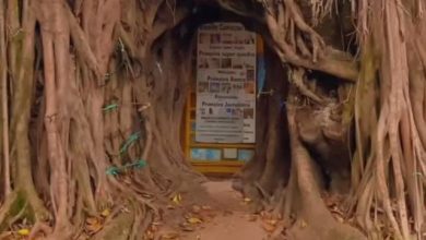 Árvore dos Desejos transforma simples plantio em símbolo de fé e encanto em Brasília. Foto: Reprodução / Metropoles.