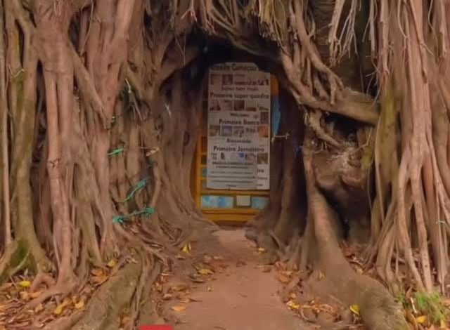 Árvore dos Desejos transforma simples plantio em símbolo de fé e encanto em Brasília. Foto: Reprodução / Metropoles.