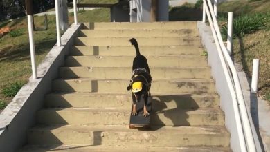Skate, escadaria e coragem: cachorrinha rouba a cena em parque de SP