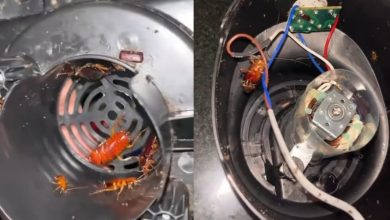 Abriu o liquidificador e levou um susto inacreditável: o que havia dentro chocou a internet