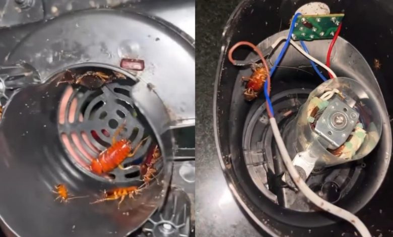 Abriu o liquidificador e levou um susto inacreditável: o que havia dentro chocou a internet