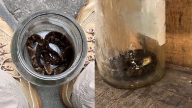 “Sem noção!”: Biólogo resgata jararaca encontrada em vidro de conserva no lixo em cooperativa de SC