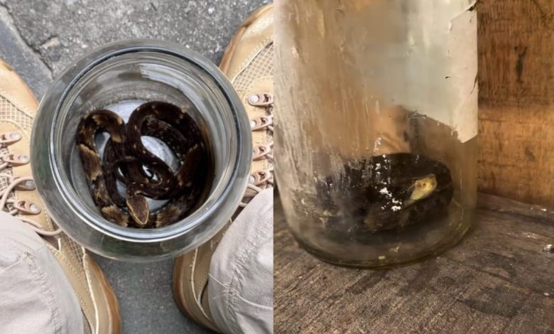 “Sem noção!”: Biólogo resgata jararaca encontrada em vidro de conserva no lixo em cooperativa de SC