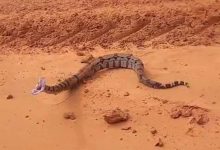 Deu ruim: ao tentar filmar, jiboia dá bote em carro e assusta ocupantes