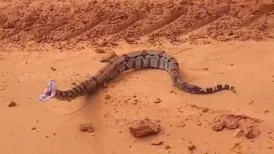 Deu ruim: ao tentar filmar, jiboia dá bote em carro e assusta ocupantes