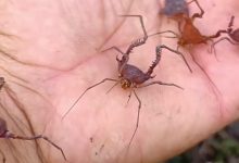 Parece perigoso, mas não é: conheça o curioso opilião