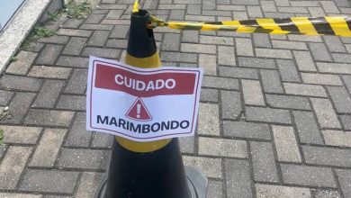 Quem manda aqui? Marimbondos ganham área isolada e divertem pedestres