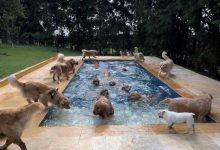 Contagem regressiva e splash: Goldens protagonizam cena viral