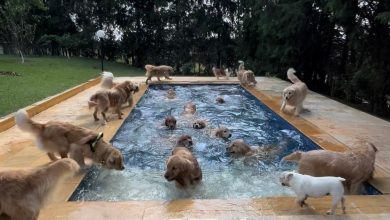 Contagem regressiva e splash: Goldens protagonizam cena viral