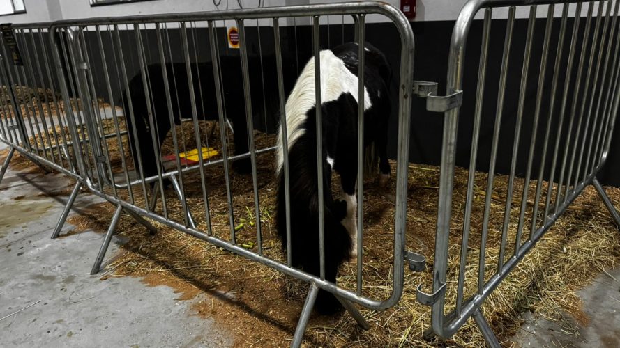 Rodeio celebra o grande sucesso da 1ª Vila das Letras após três dias encanto, cultura e diversão 