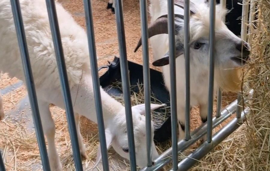 Rodeio celebra o grande sucesso da 1ª Vila das Letras após três dias encanto, cultura e diversão