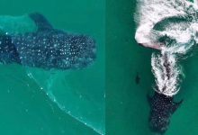 Tubarão-baleia, o maior peixe do mundo, se enrosca em rede de pesca e surpreende banhistas