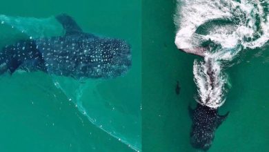 Tubarão-baleia, o maior peixe do mundo, se enrosca em rede de pesca e surpreende banhistas