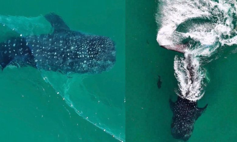 Tubarão-baleia, o maior peixe do mundo, se enrosca em rede de pesca e surpreende banhistas