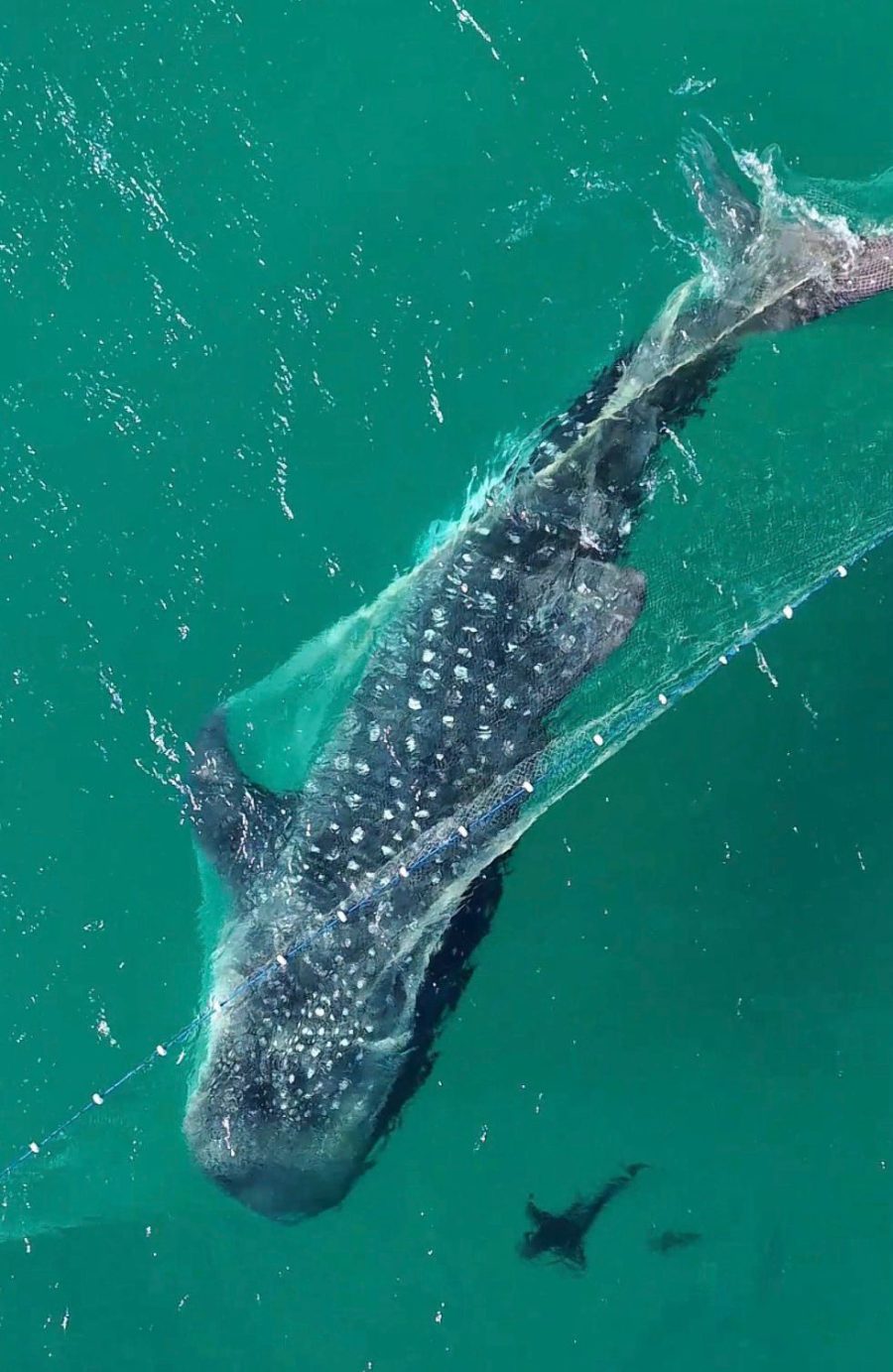 Tubarão-baleia, o maior peixe do mundo, se enrosca em rede de pesca e surpreende banhistas