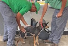 Funcionários de posto surpreendem ao pausar rotina para dar banho em cachorro e vídeo viraliza