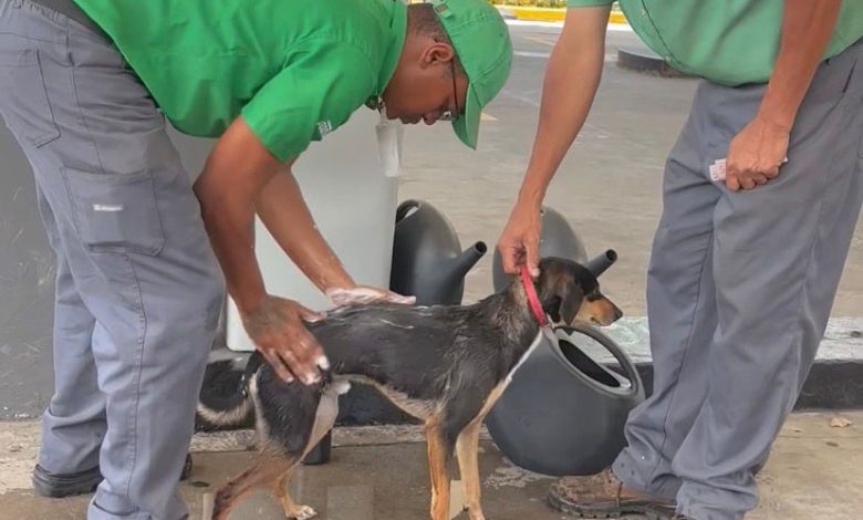 Funcionários de posto surpreendem ao pausar rotina para dar banho em cachorro e vídeo viraliza