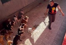 Quem aprontou? “Professora” dá bronca em turma de cães e vídeo viraliza