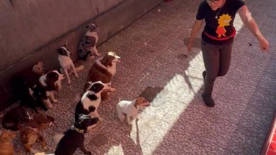 Quem aprontou? “Professora” dá bronca em turma de cães e vídeo viraliza