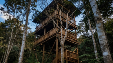 Jardim Botânico de Rio do Sul ganha nova torre de observação de aves e fortalece projeto de turismo ambiental