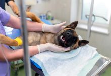Timbó abre inscrições para quase mil castrações e microchipagens gratuitas pelo programa Pet Levado a Sério