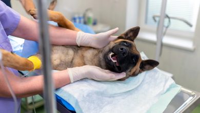 Timbó abre inscrições para quase mil castrações e microchipagens gratuitas pelo programa Pet Levado a Sério