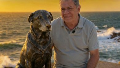Crime que chocou SC vira símbolo: Praia Brava terá estátua em homenagem ao cão Orelha