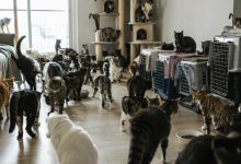 Cerca de 400 gatos em um único apartamento levam SC a organizar resgate e campanha de adoção