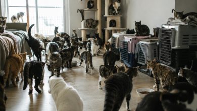 Cerca de 400 gatos em um único apartamento levam SC a organizar resgate e campanha de adoção