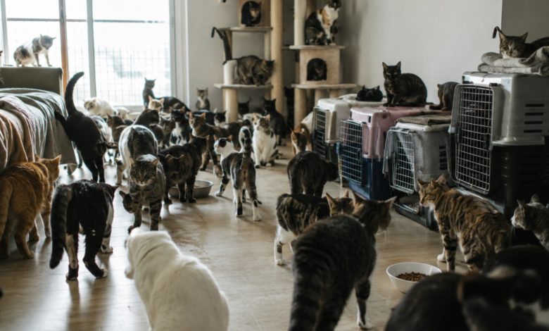 Cerca de 400 gatos em um único apartamento levam SC a organizar resgate e campanha de adoção