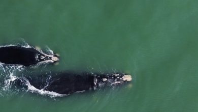 Avistamento raro antecipa temporada de baleias-francas no litoral catarinense A temporada das baleias-francas nem começou oficialmente, mas Santa Catarina já teve um registro que surpreendeu pesquisadores. Uma mãe acompanhada do filhote apareceu nesta quarta-feira (6) no mar de Balneário Arroio do Silva, no Sul do estado, marcando uma das chegadas mais antecipadas da espécie já observadas no litoral brasileiro nas últimas décadas. O flagrante foi feito com drone na Praia da Caçamba pelos projetos Educamar e Instituto Australis. Um dia antes, os mesmos animais haviam sido vistos em Torres, no litoral do Rio Grande do Sul. A equipe responsável pelo monitoramento identificou a fêmea como uma baleia já conhecida pelos pesquisadores, que esteve na região no ano passado quando ainda estava com o filhote recém-nascido. A presença tão cedo das baleias chamou atenção porque os primeiros registros costumam ocorrer mais perto do fim de maio ou início de junho. Desta vez, o aparecimento aconteceu antes do esperado e reacendeu discussões sobre possíveis mudanças no comportamento migratório da espécie. Ainda não há uma explicação definitiva para o fenômeno, e os pesquisadores pretendem acompanhar os próximos meses para entender se a temporada terá características diferentes em 2026. Enquanto isso, instituições ligadas à preservação ambiental reforçam os alertas para quem navega pela região. A recomendação é manter distância dos animais e evitar aproximações excessivas com embarcações e drones, principalmente neste período em que as mães utilizam o litoral catarinense para amamentar e proteger os filhotes. As baleias-francas-austrais, conhecidas cientificamente como Eubalaena australis, migram todos os anos para águas mais quentes e tranquilas do Sul do Brasil. Santa Catarina é considerada um dos principais berçários da espécie, que ainda integra a lista de animais ameaçados de extinção. Os levantamentos mais recentes mostram que a presença desses mamíferos segue em alta. Em 2024, foram registradas 216 baleias entre o Rio Grande do Sul e Santa Catarina. Já em 2025, o monitoramento aéreo contabilizou 185 animais, mantendo uma média histórica elevada nos últimos anos.