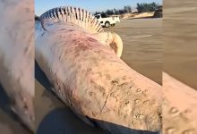 Baleia-jubarte é encontrada morta em praia de SC e chama atenção de moradores