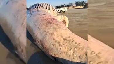 Baleia-jubarte é encontrada morta em praia de SC e chama atenção de moradores