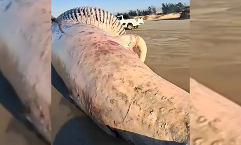 Baleia-jubarte é encontrada morta em praia de SC e chama atenção de moradores