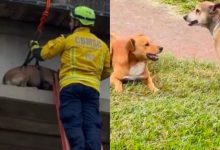 Caramelo “acompanha” resgate de amigo preso em passarela e cena emociona em SC