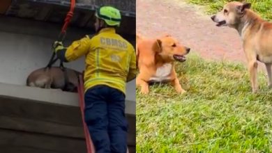 Caramelo “acompanha” resgate de amigo preso em passarela e cena emociona em SC