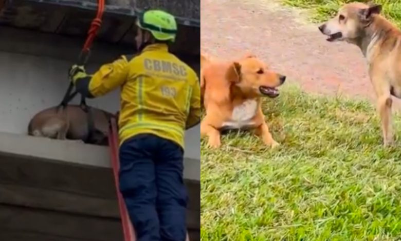 Caramelo “acompanha” resgate de amigo preso em passarela e cena emociona em SC